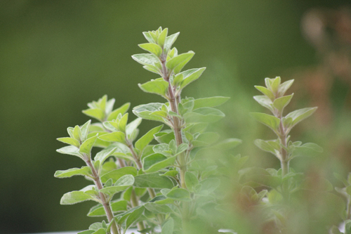 Oregano